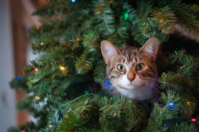 Ultimate Guide to Keeping Your Pets Out of Your Christmas Tree